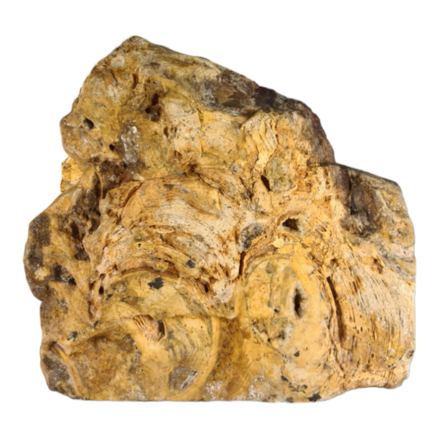 Stromatolite