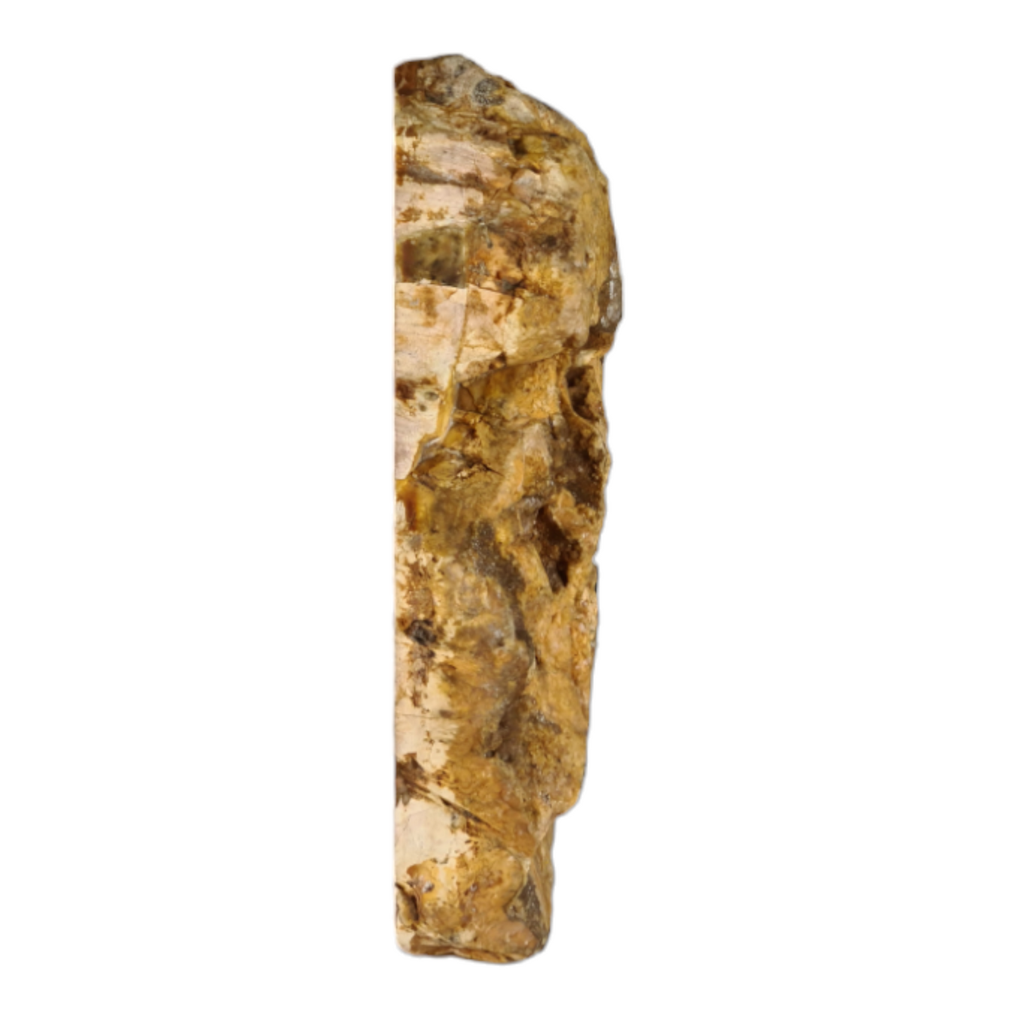 Stromatolite