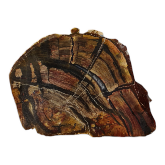 Petrified Wood