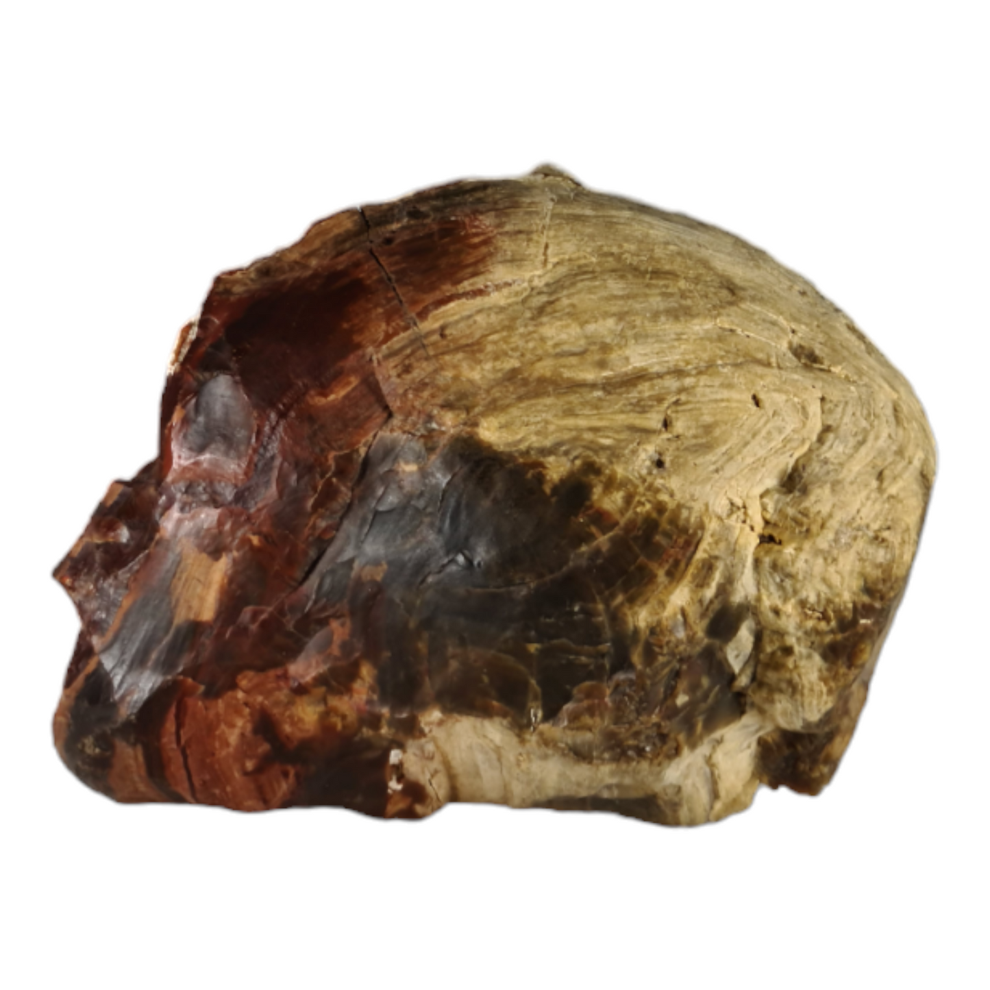 Petrified Wood