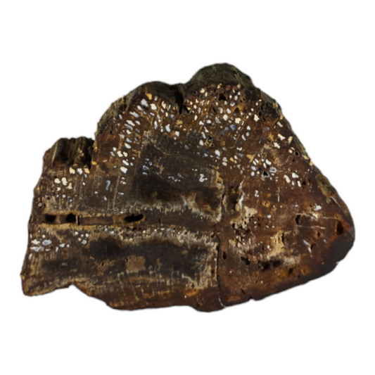 Petrified Wood (with chalcedony pocket rot inclusions)