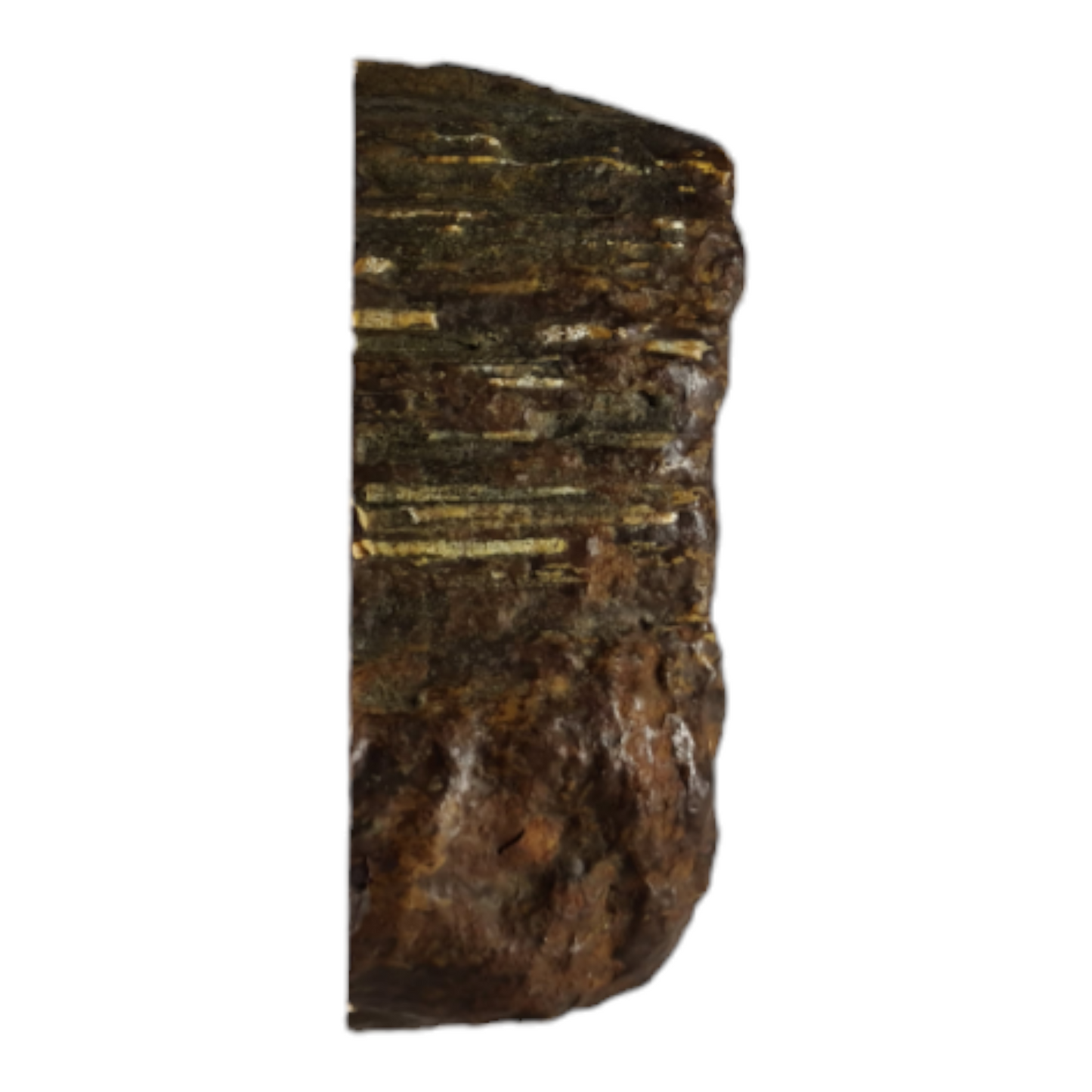 Petrified Wood (with chalcedony pocket rot inclusions)