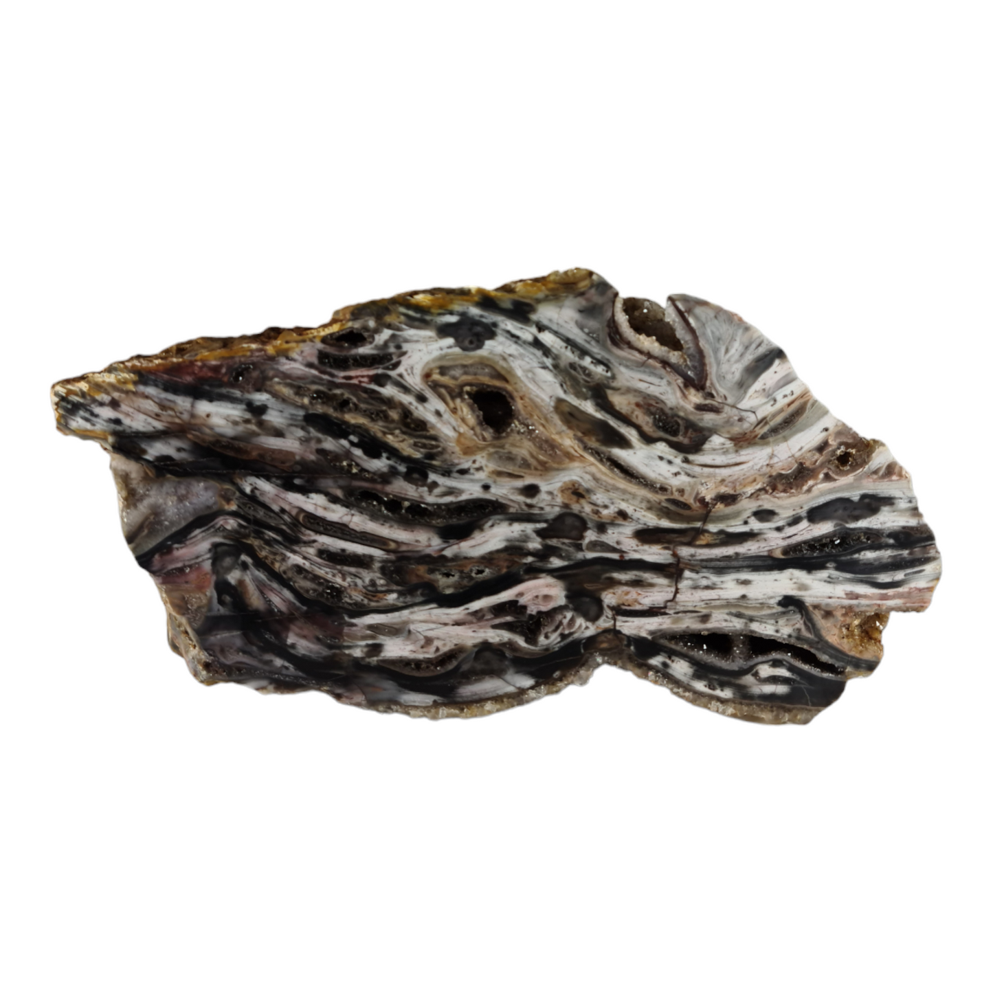 Stromatolite (with quartz and smokey quartz crystals) "Rhino Dino"
