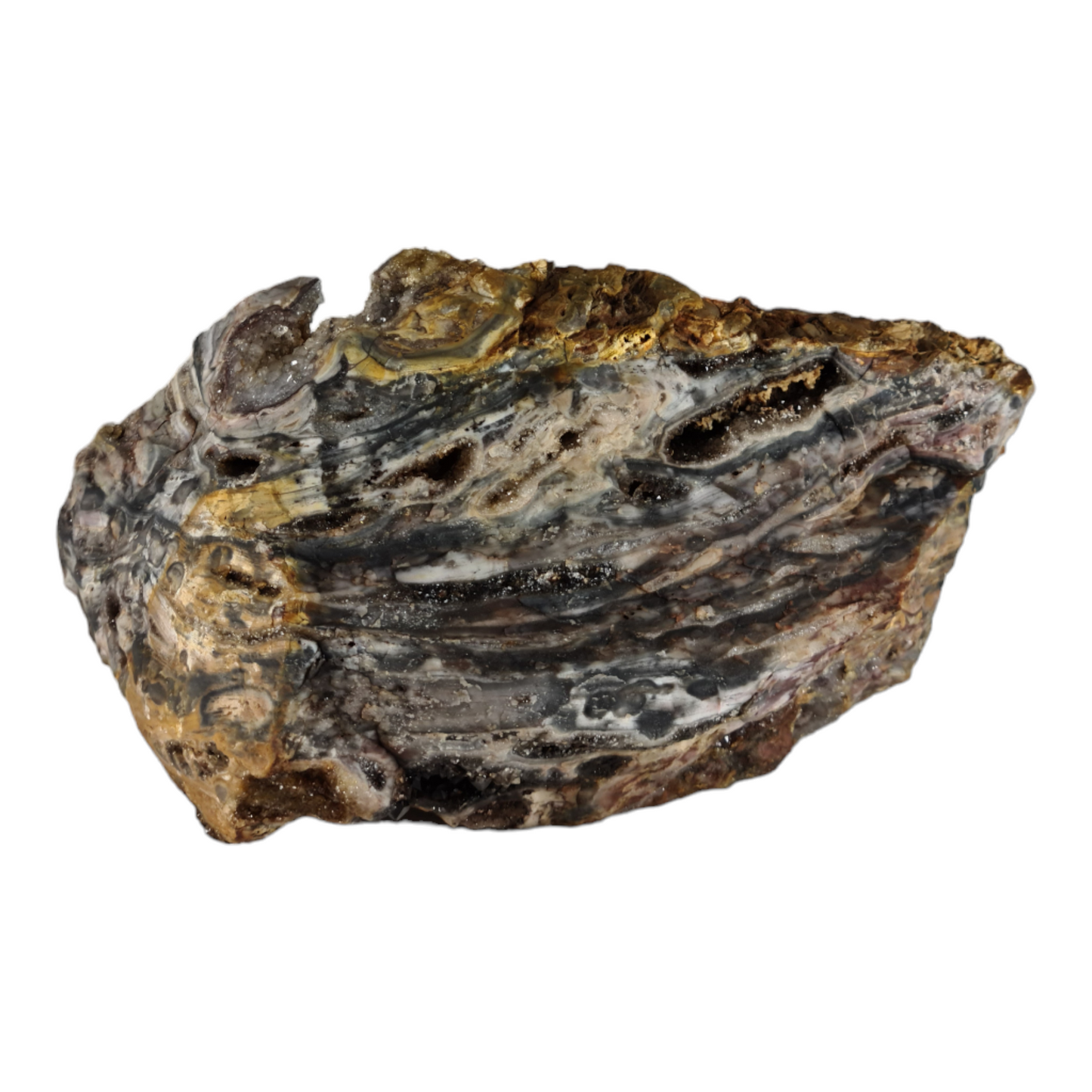 Stromatolite (with quartz and smokey quartz crystals) "Rhino Dino"
