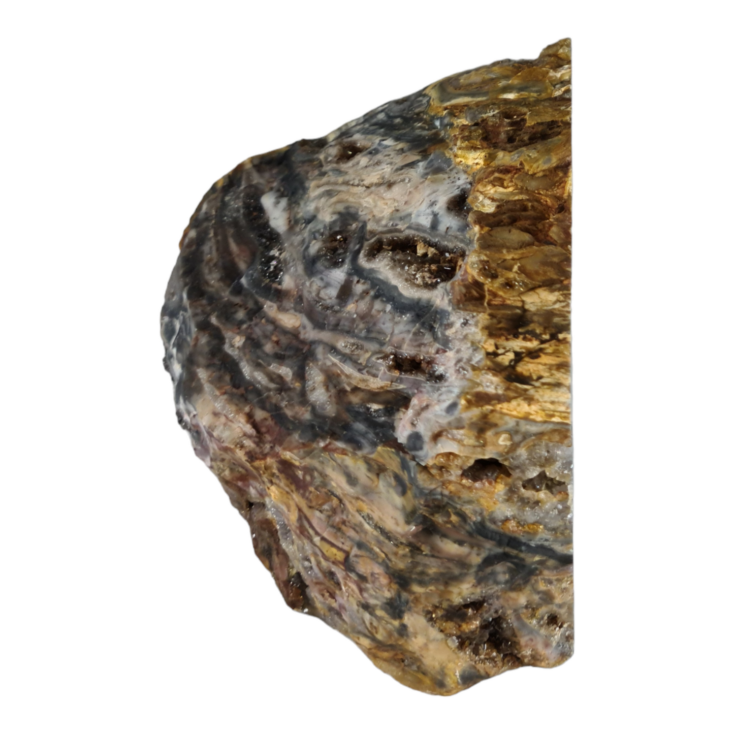 Stromatolite (with quartz and smokey quartz crystals) "Rhino Dino"