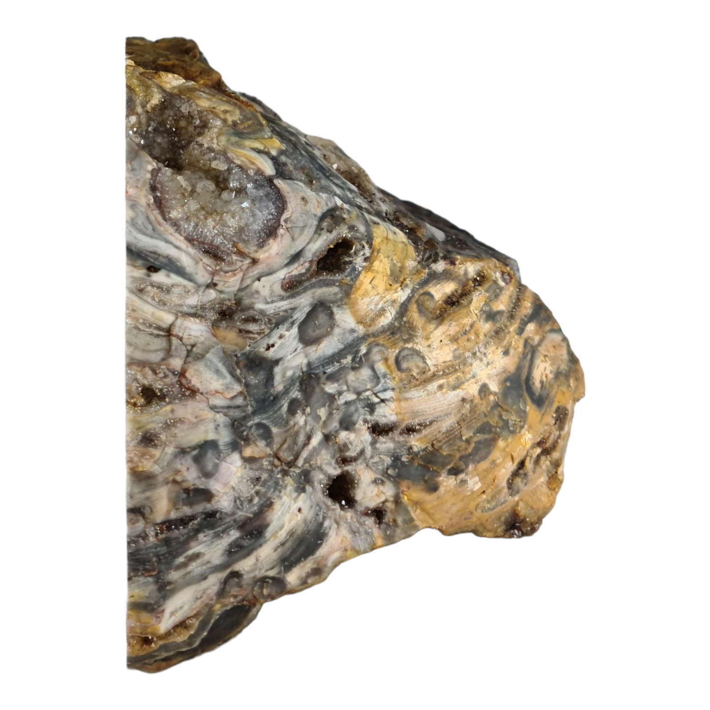 Stromatolite (with quartz and smokey quartz crystals) "Rhino Dino"
