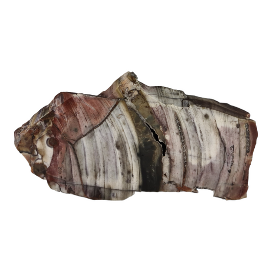 Stromatolite "Porpoise"