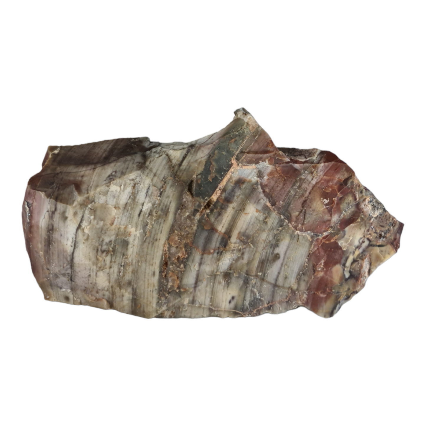 Stromatolite "Porpoise"