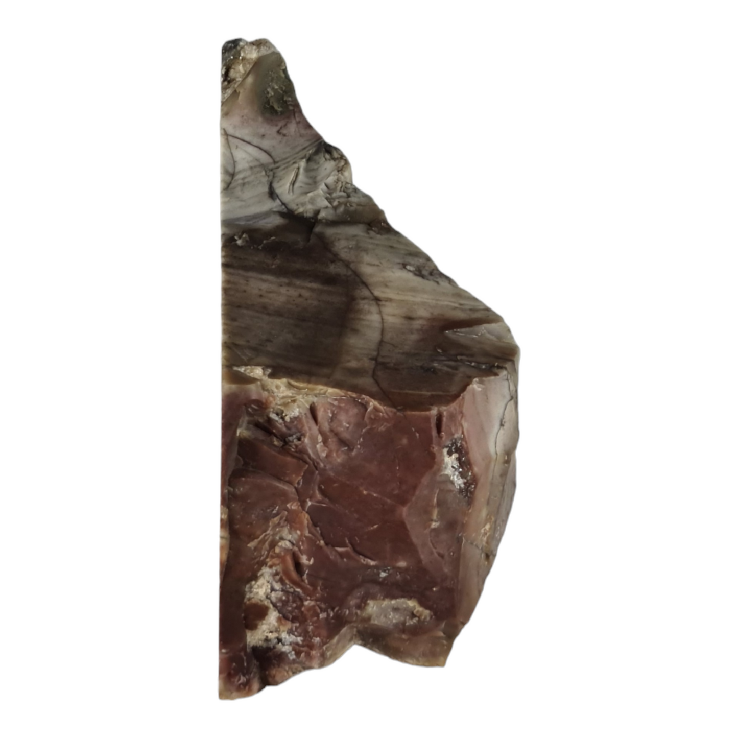 Stromatolite "Porpoise"