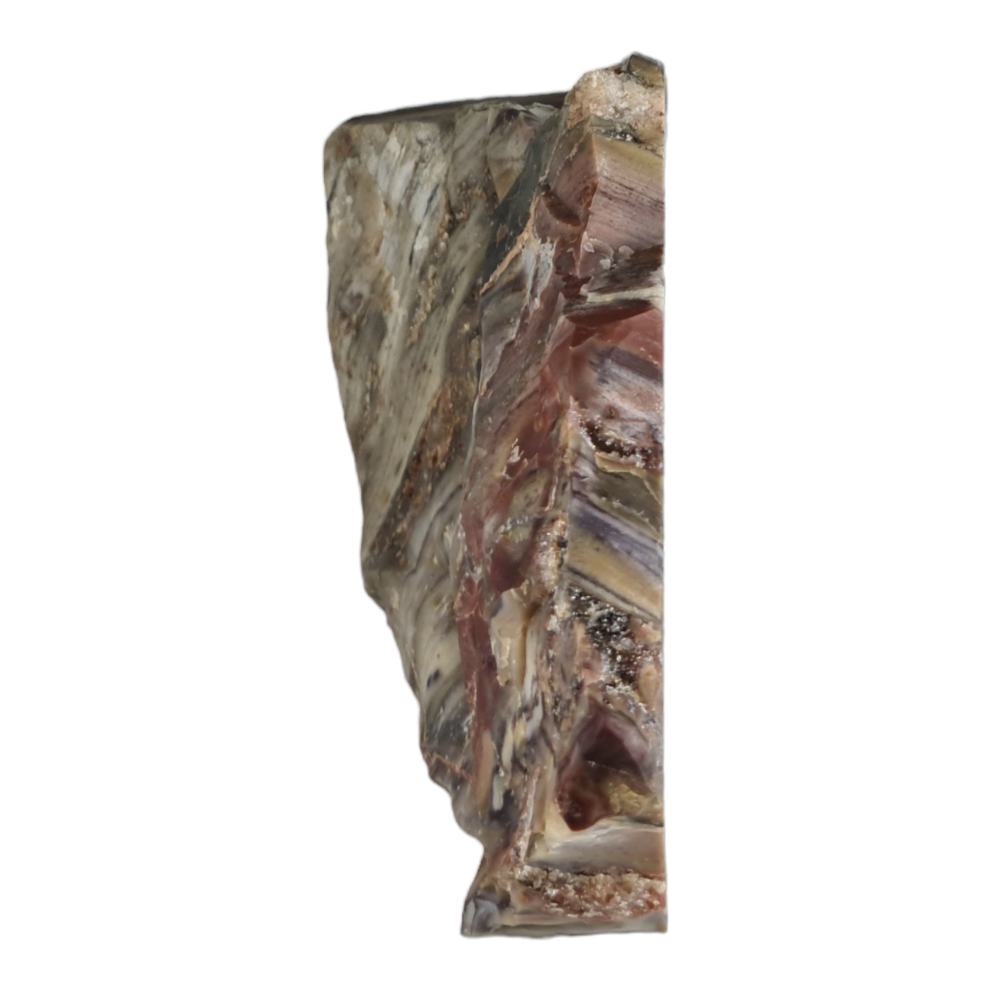 Stromatolite "Porpoise"