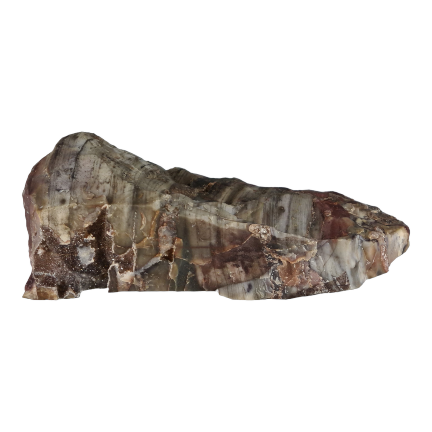 Stromatolite "Porpoise"