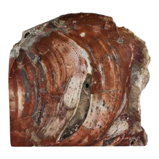 Stromatolite (with quartz and smokey quartz crystals) "Toast"